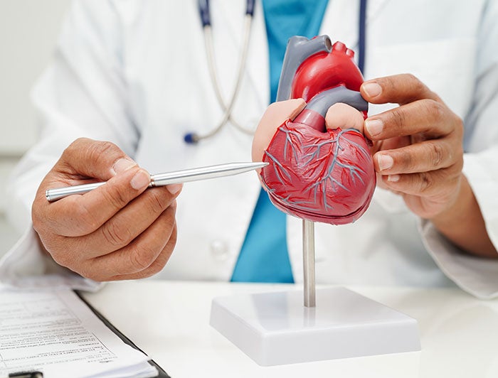 Hackensack Meridian Health.Stock image of a clinician gesturing at an anatomically correct heart model