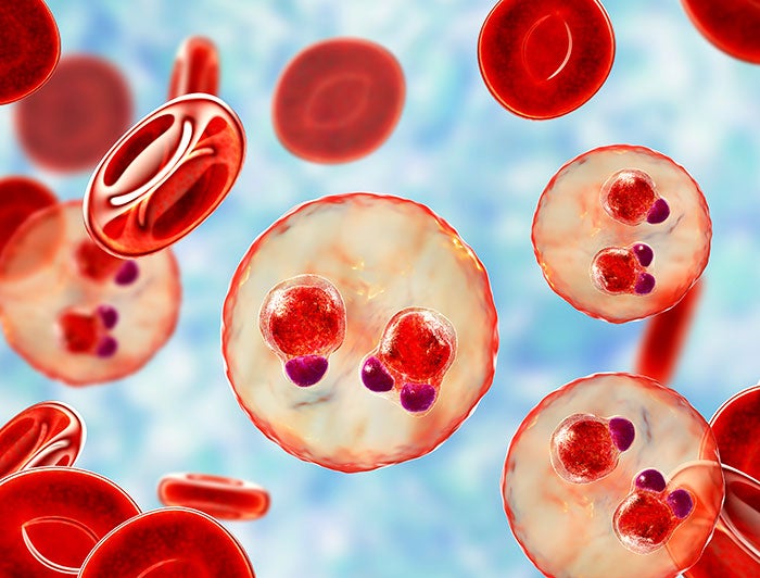 Fred hutchinson Cancer Center. Blood cells magnified.