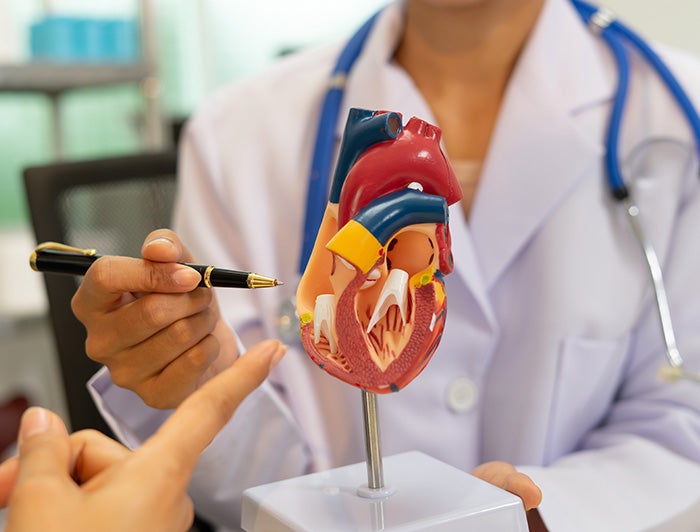 A doctor explaining an anatomical heart model
