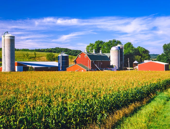 Red barns, farm buildings and silos sit amid a field of grain