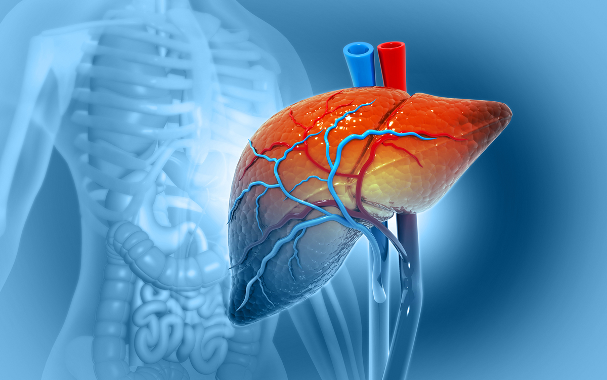 STUDY: EHR Flags Medication Non-adherence, Reducing Transplant Rejection Risk. A transparent patient's abdomen with skeleton and organs visible overlayed by a liver that is being transplanted into the patient.