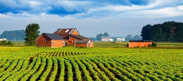 Rural Town Hall. A barn and out buildings with a planted farm field in front of it.