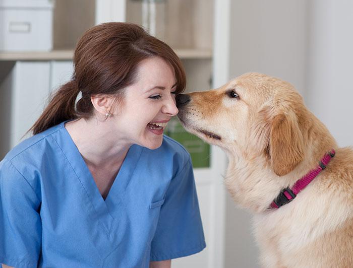 A golden retriever sniffs a smiling health worker wearing scrubs