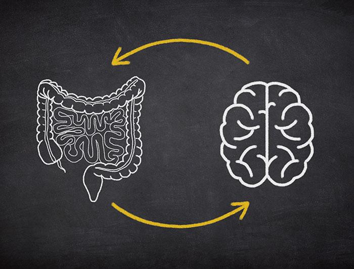 Illustration of connection between a brain and gut system